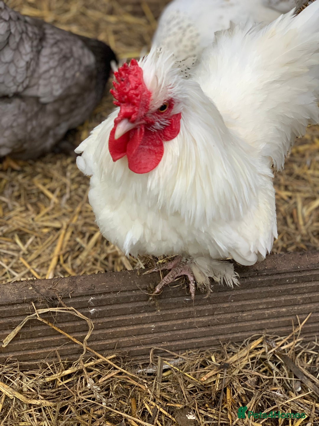 Chickens poultry for sale: 10 year old miniature bantam cockerel  - Image 4