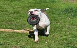 American Bulldog dogs for sale: Rescue Ozzy  - Image 24