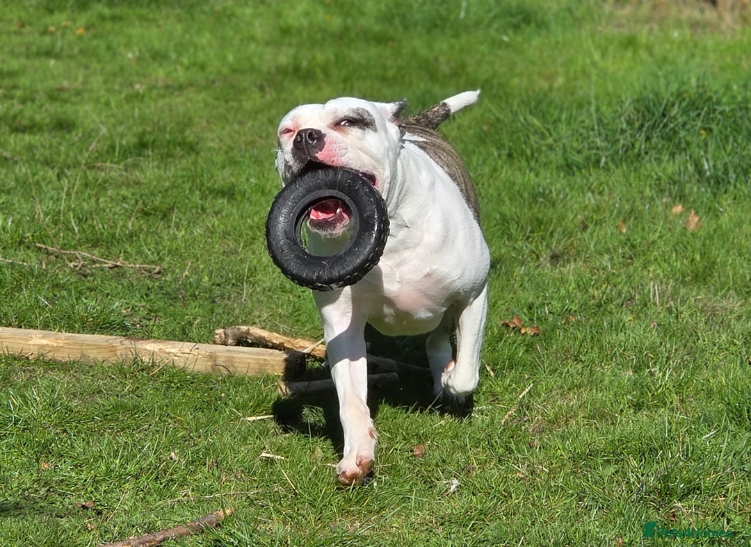 American Bulldog dogs for sale: Rescue Ozzy  - Image 24