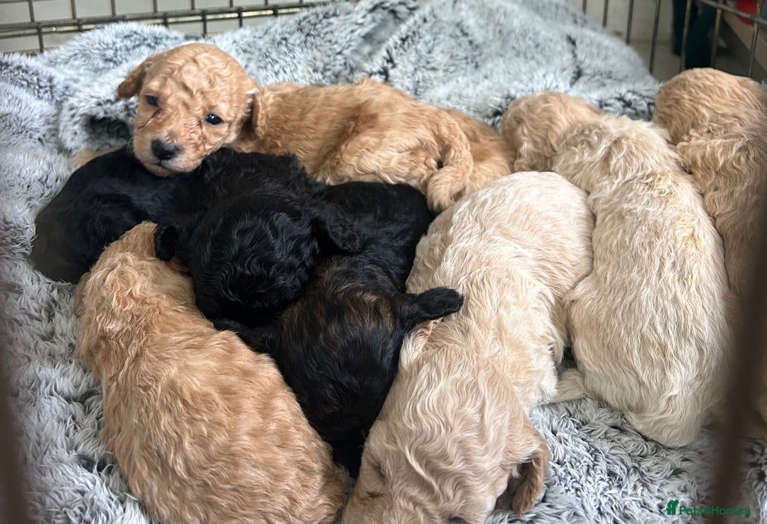 Poochon dogs for sale: Poochon puppies - Image 1