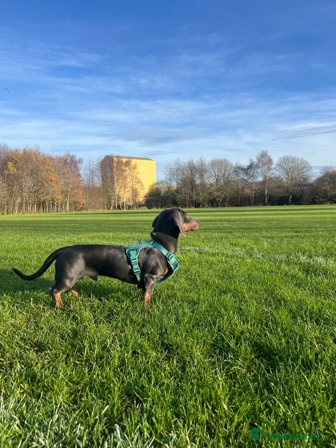 Dachshund dogs for sale: Grey and Tan Male Dachshund 17 months old - Advert 7