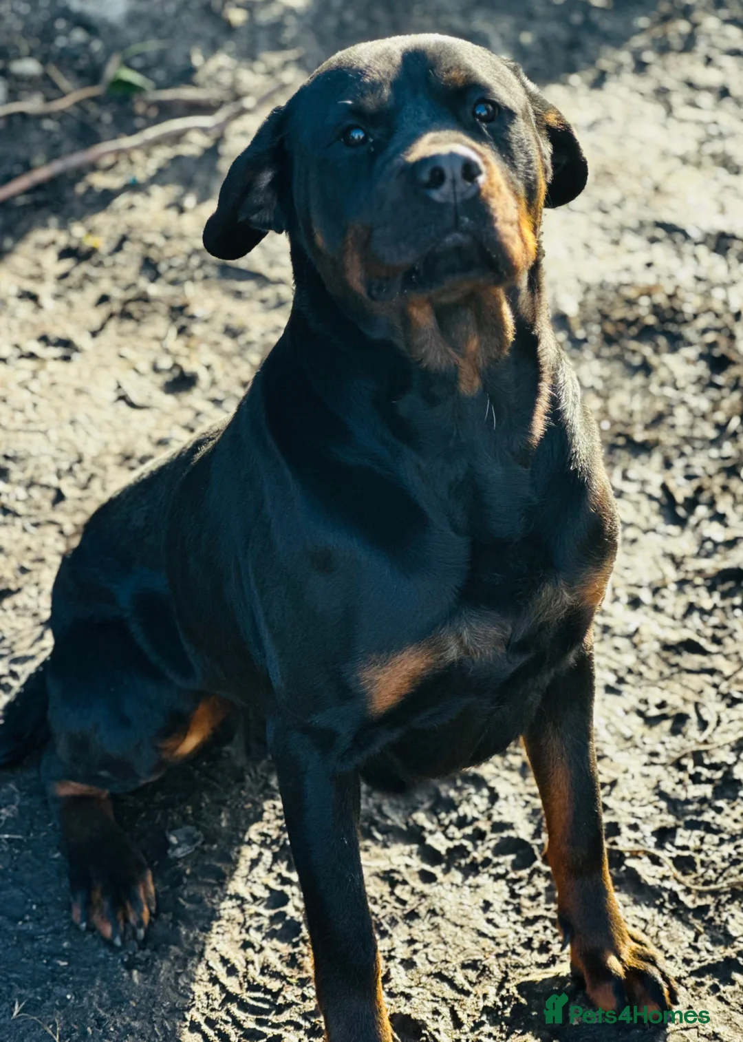 Rottweiler dogs for sale: Chunky Rottweiler Pups - Advert 4