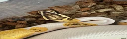 Python Snake reptiles for sale: Fire,pastel,orange dream,pied  - Advert 11