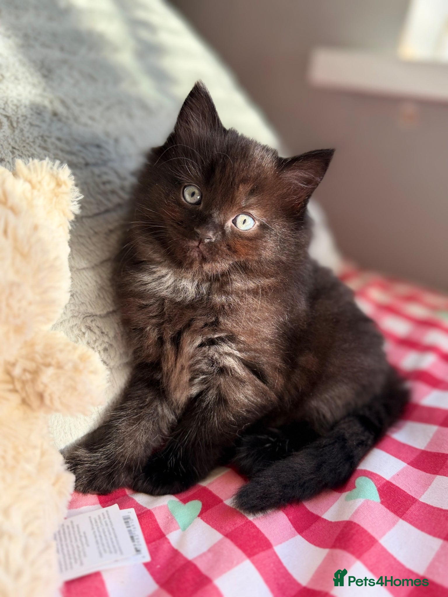 Mixed Breed cats Beautiful Ragdoll Cross Kittens – Available - Advert 2