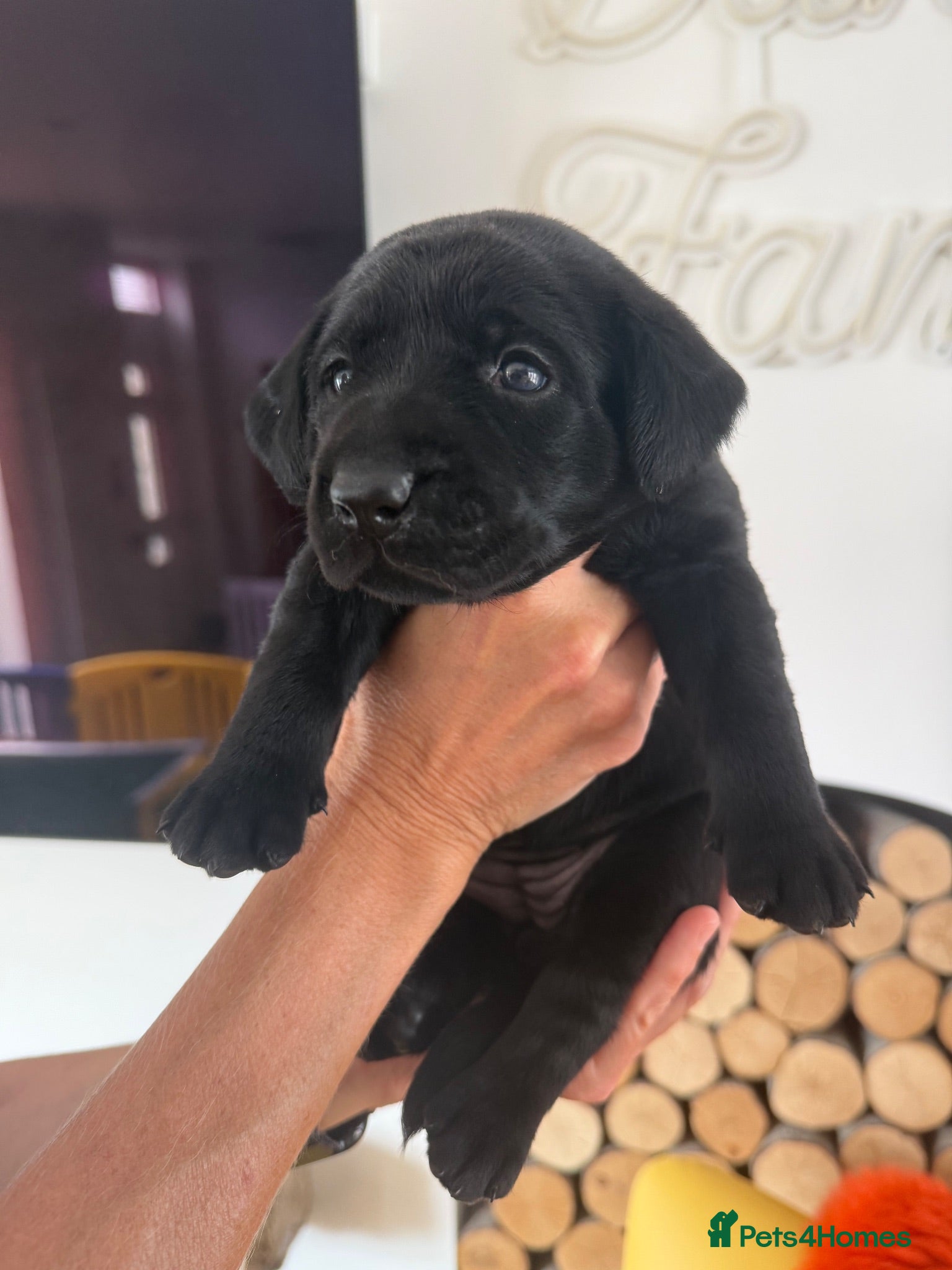 Labrador Retriever dogs Exceptional Health-Tested Purebred Labrador Puppys - Advert 1