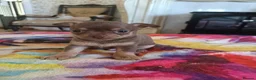 Chihuahua dogs for sale: Exquisite Tiny Chihuahua puppies.  - Advert 3