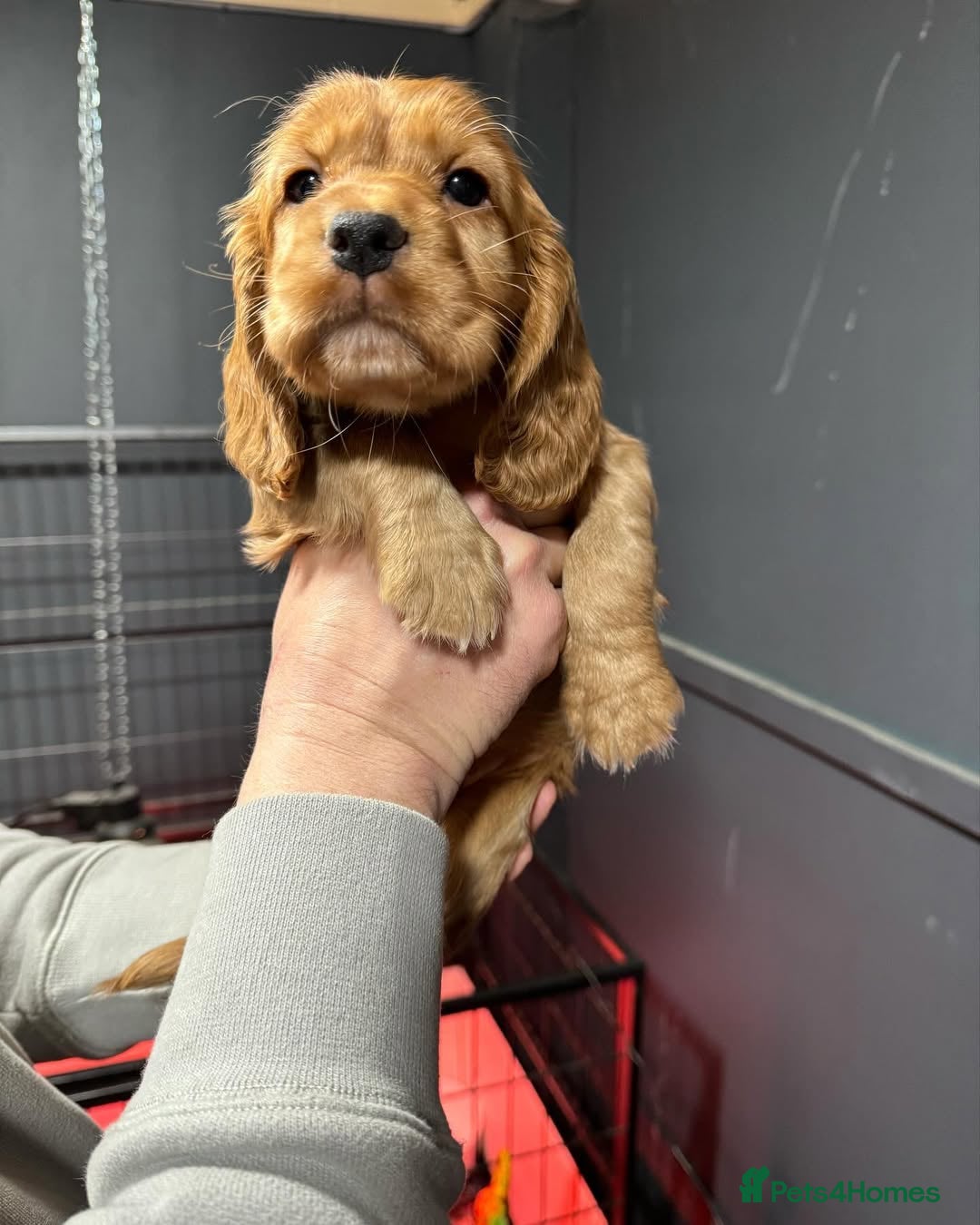 Cocker Spaniel dogs for sale: 🔥⚡️🐕Cocker spaniel 🌟🔥puppies 🐶  - Image 3