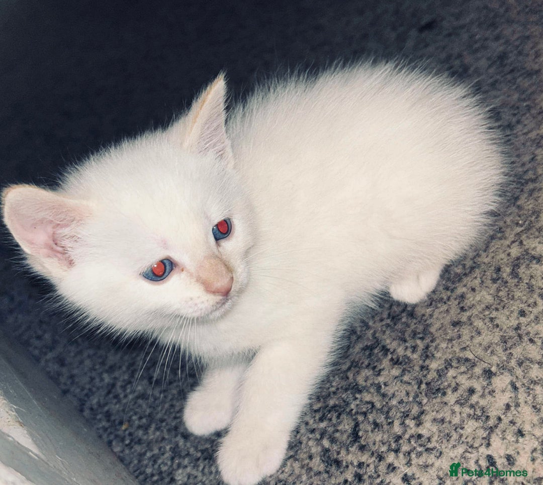 Mixed Breed cats for sale: Mixed BSH/ragdoll  - Image 3