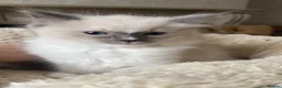 Ragdoll cats for sale: Ragdoll Kittens - Advert 5