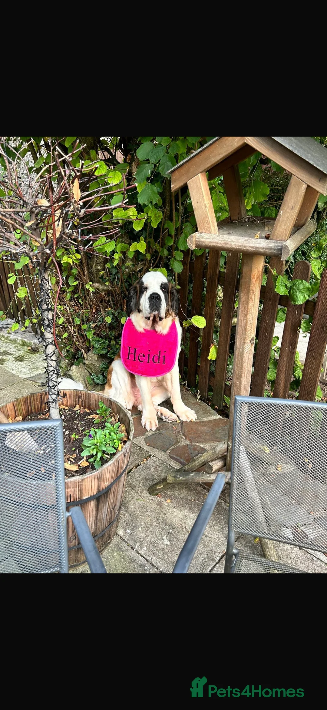 Saint Bernard dogs for sale: Heidi - St Bernard  - Advert 2