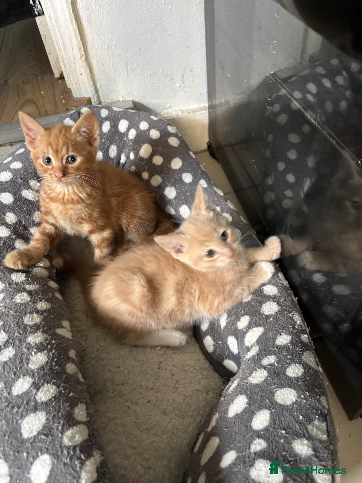 Mixed Breed cats Kittens for Sale  - Advert 11