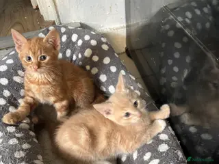 Mixed Breed cats Kittens for Sale - Advert 11