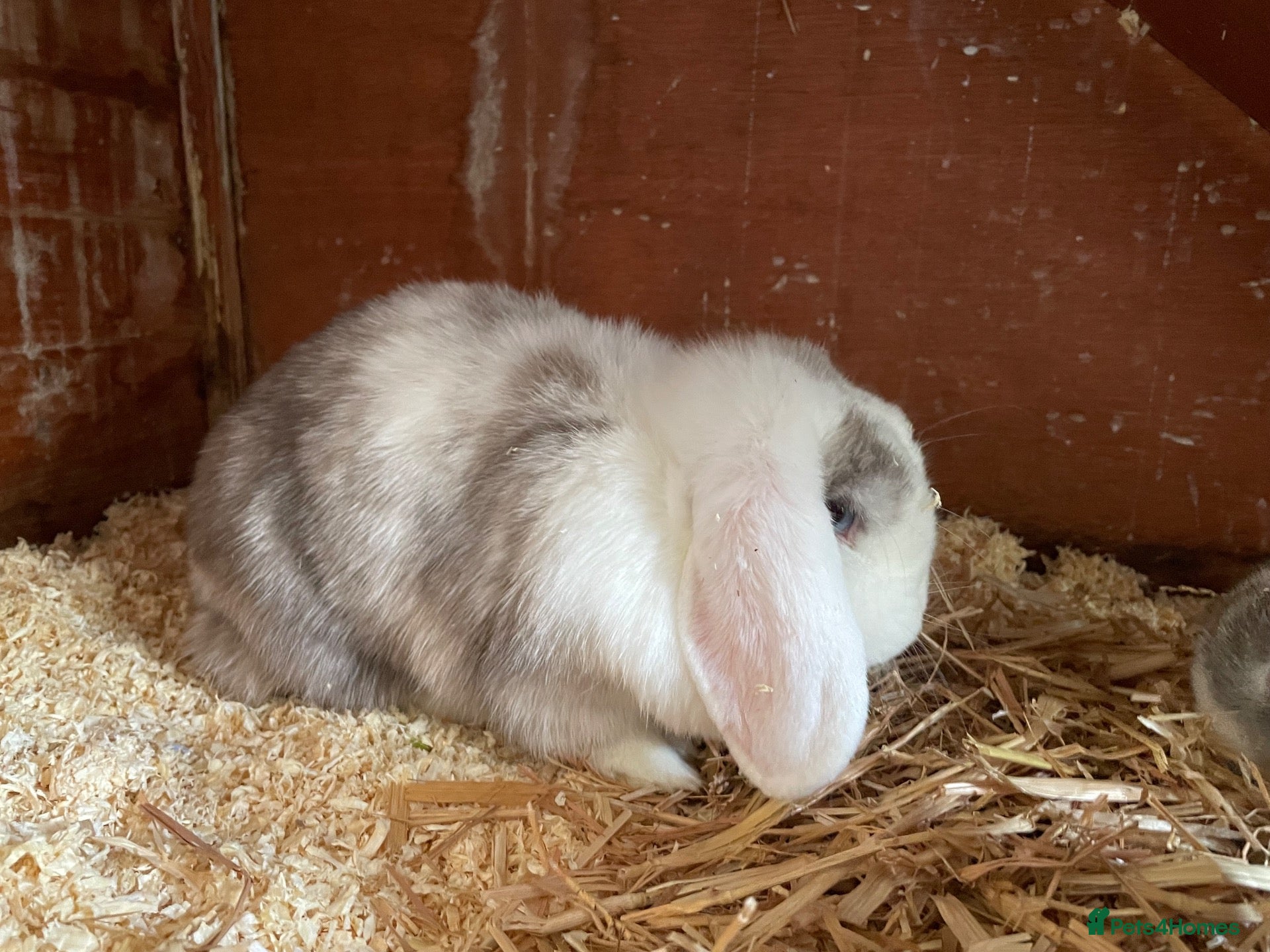 Mini Lop rabbits for sale: Mini lop does for sale - Advert 11