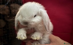 Mini Lop rabbits for sale: Friendly Pure Bred Mini Lop Bunnies Ready Now  - Image 4