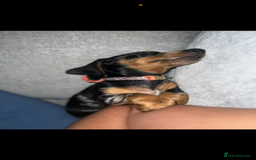 Miniature Dachshund dogs for sale: 2 year old girl  - Image 7