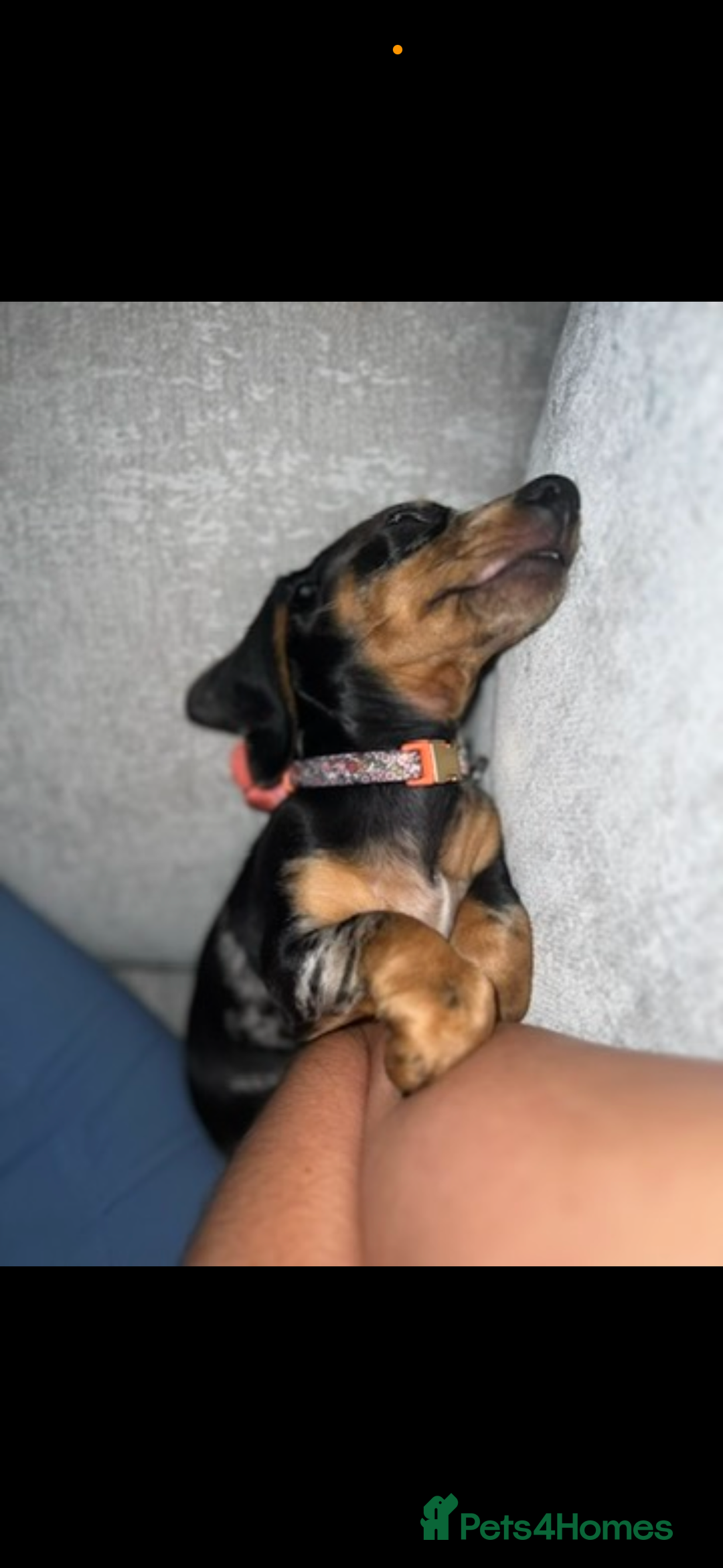 Miniature Dachshund dogs for sale: 2 year old girl  - Image 7