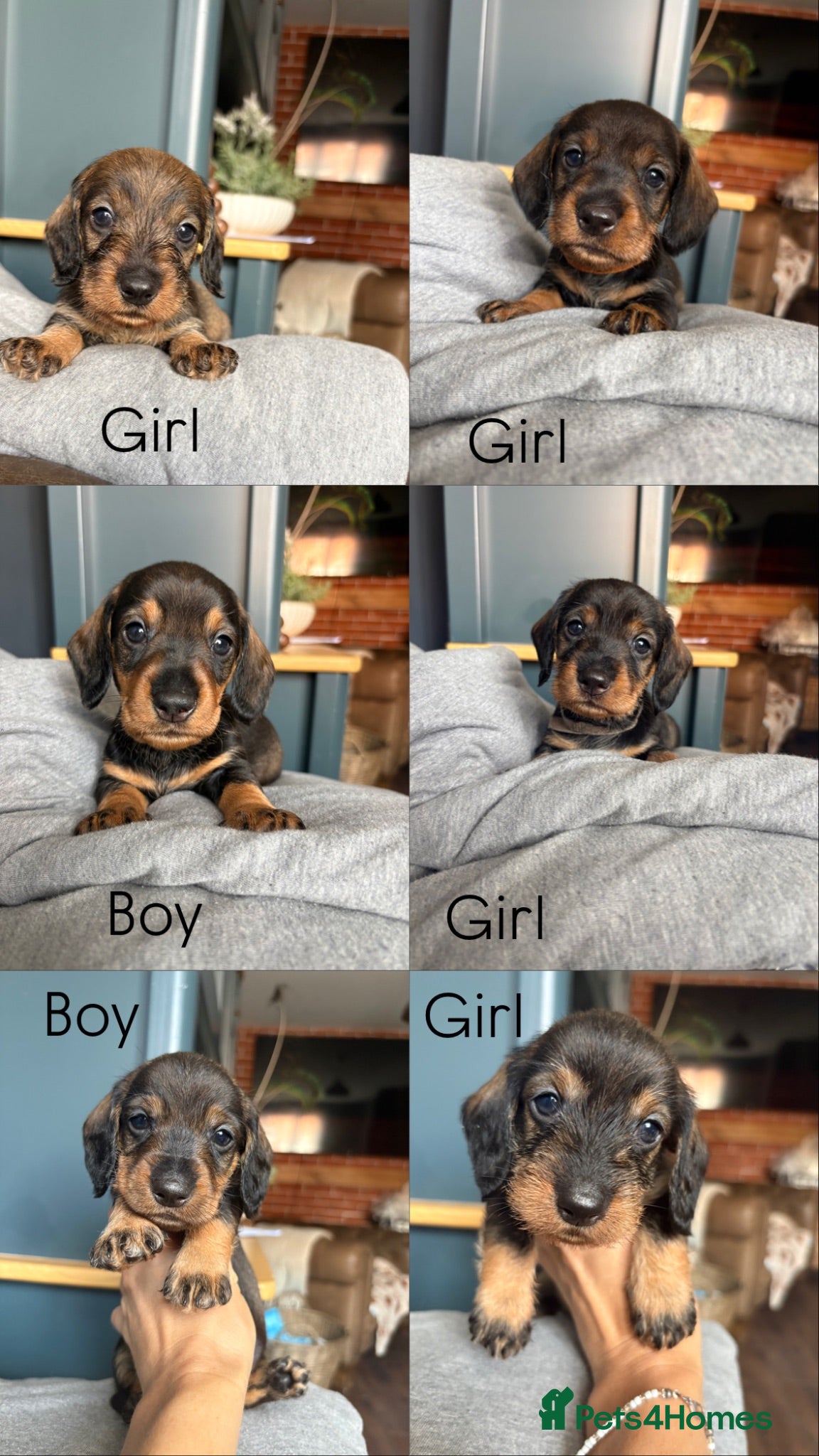 Dachshund dogs ✨Health tested champ KC wirehaired standards✨  - Advert 1