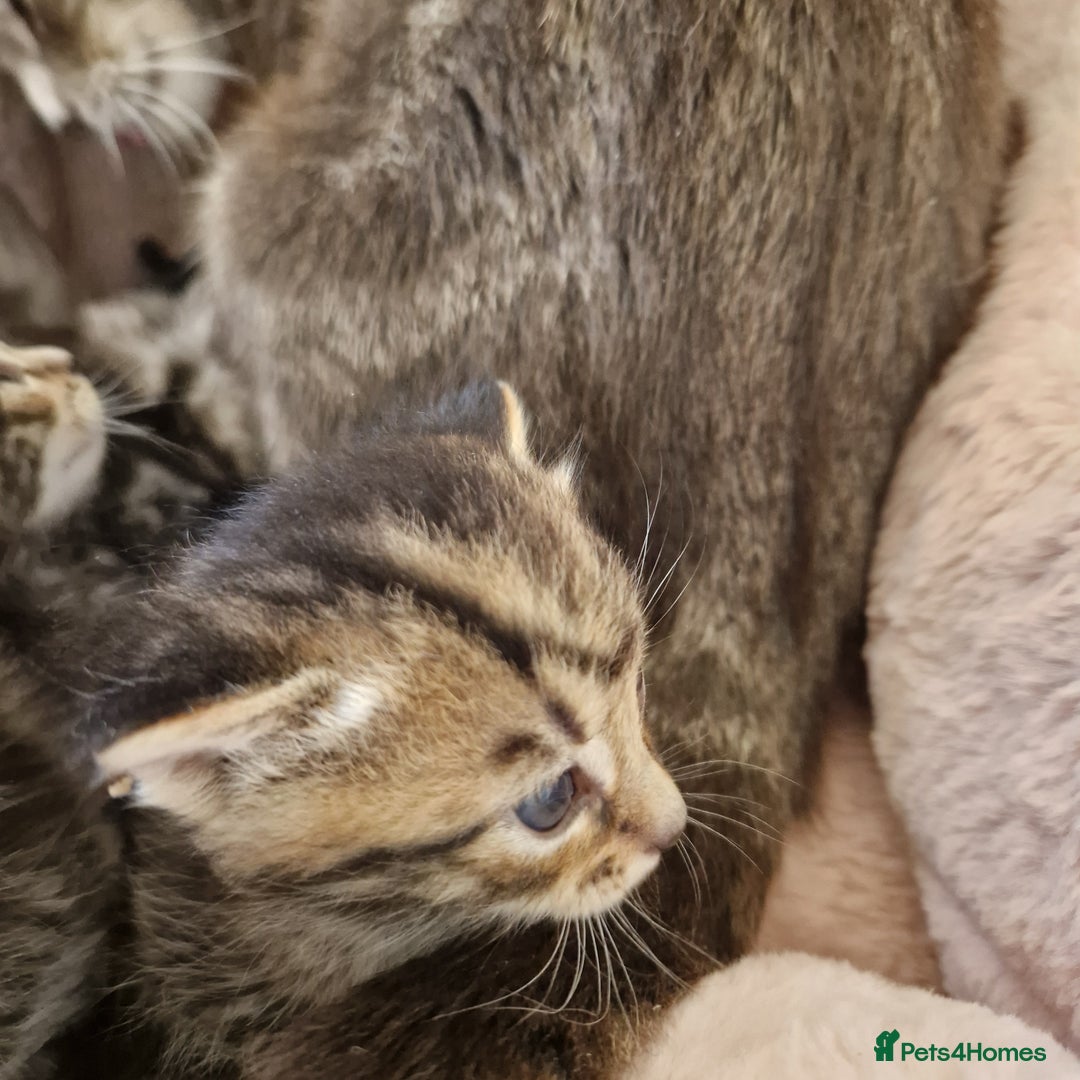 Ragdoll cats for sale: Ragdoll cross kittens - Image 7