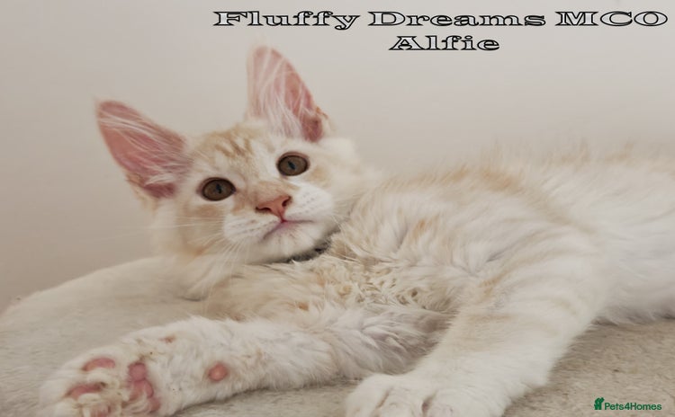 Maine Coon cats - Advert 2