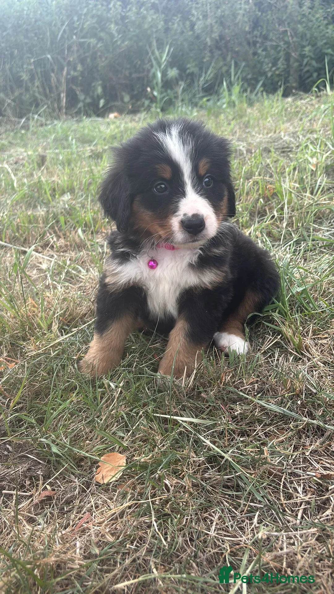 Bernese Mountain Dog dogs for stud: Outstanding kc reg Bernese mountain dog stud - Advert 25