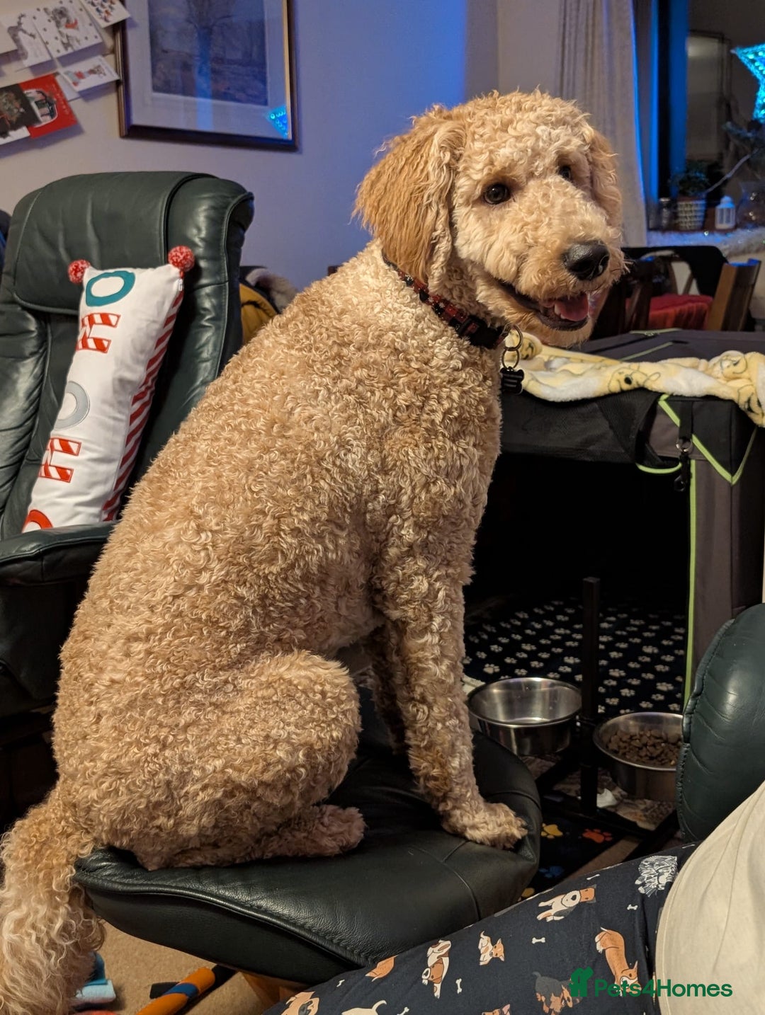 Goldendoodle dogs for sale: 🐶🐾🐶AUSTRALIAN DOUBLE DOODLE PUPPIES🐶🐾🐶 - Image 11