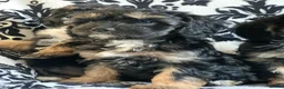 Cavapoo dogs for sale: F1 Cavapoos  - Advert 14