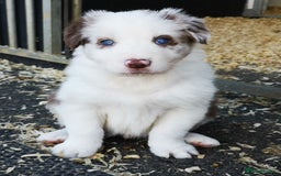 Border Collie dogs for sale: Stunning Fluffy Border Collies Puppies for Sale - Image 15