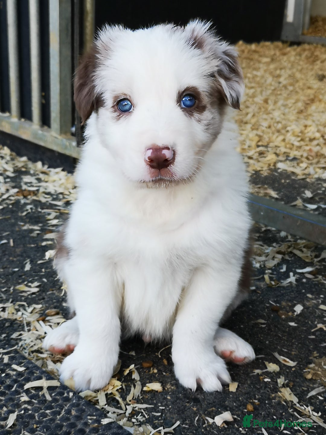 Border Collie dogs for sale: Stunning Fluffy Border Collies Puppies for Sale - Image 15
