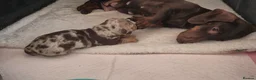Miniature Dachshund dogs for sale: PRA CLEAR MINIATURE DACHSHUND BOY - Advert 6