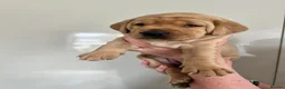 Labrador Retriever dogs for sale: KC Registered Fox Red Labrador Puppies - Advert 20