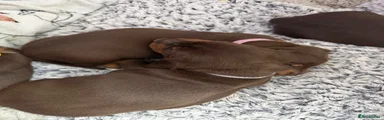 Miniature Dachshund 5