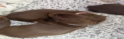 Miniature Dachshund dogs for sale: Stunning Mini Dachshund puppies for sale - Advert 36