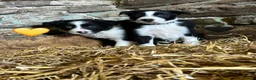 Border Collie dogs for sale: Beautiful Pedigree Border Collie Puppies - Advert 9