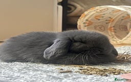 Mini Lop rabbits for sale: Beautiful grey mini lop baby boy  - Image 5