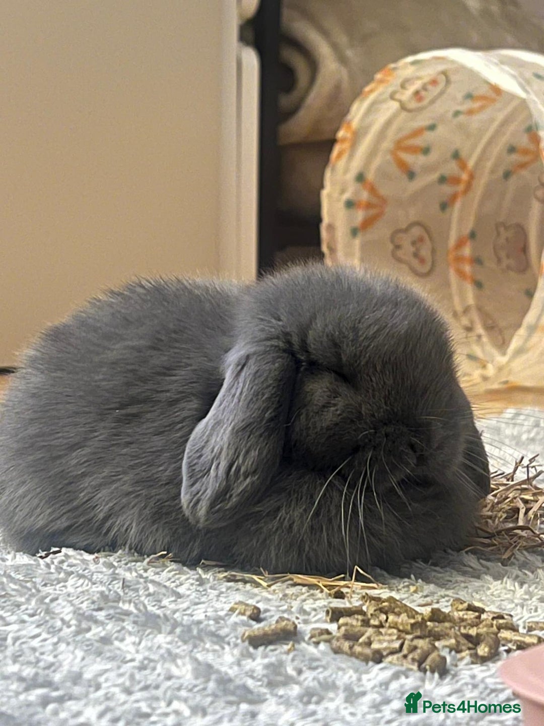 Mini Lop rabbits for sale: Beautiful grey mini lop baby boy  - Image 5