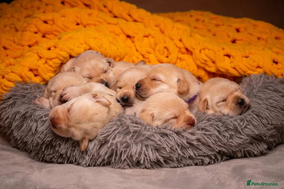 Labrador Retriever dogs for sale: Adorable Labs puppies - healthy and family raised. - Advert 1