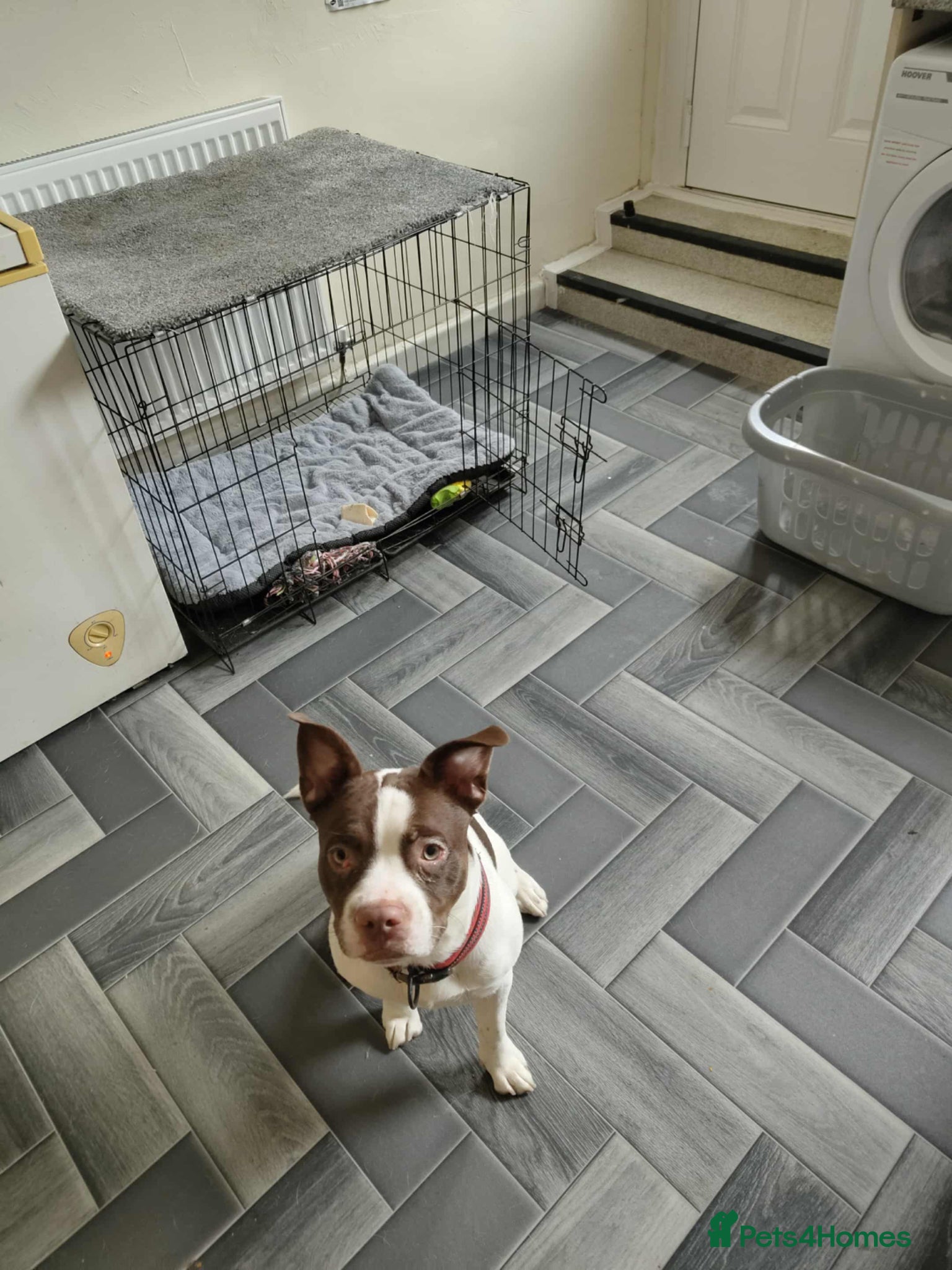 Mixed Breed dogs Lucky  - Advert 8