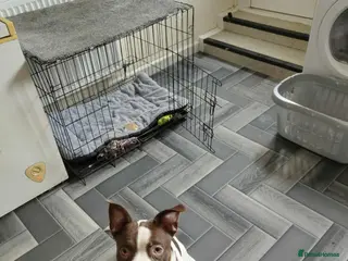 Mixed Breed dogs Lucky - Advert 8