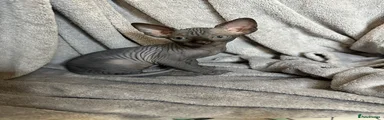 Sphynx Kitten 4