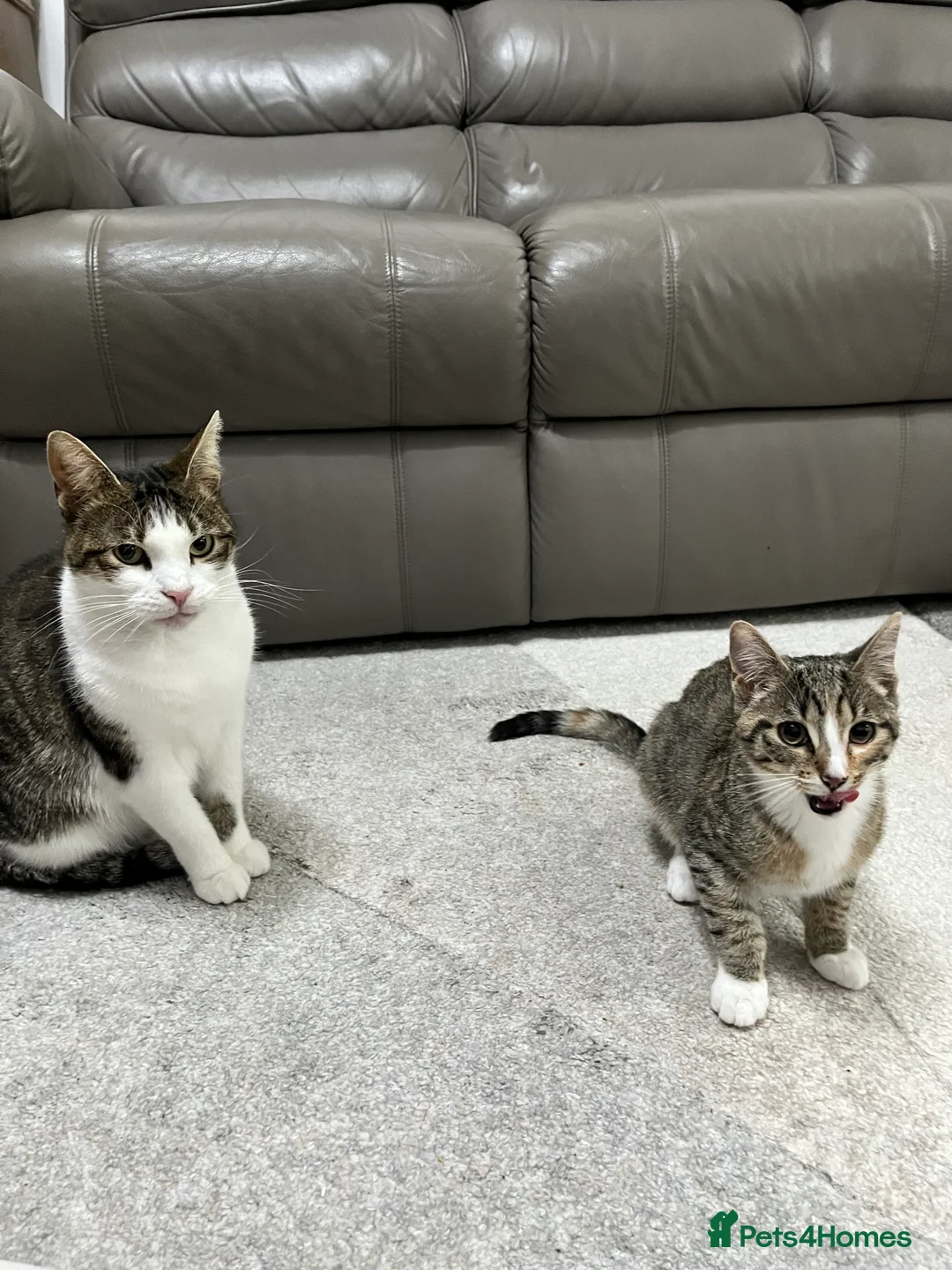 Mixed Breed cats for sale: Beautiful, Healthy Kitten– Ready for Forever Home - Advert 5