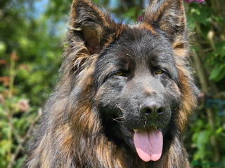 German Shepherd dogs in Leicester - Advert 27