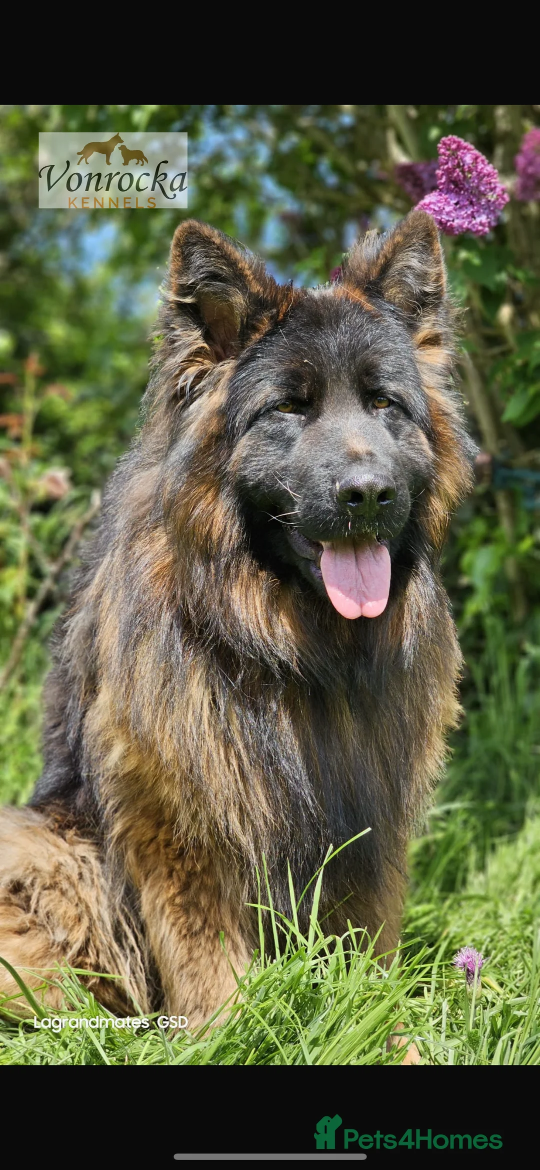 German Shepherd dogs for stud: ⭐️KC health Tested proven LUX⭐️ in Leicester - Advert 3