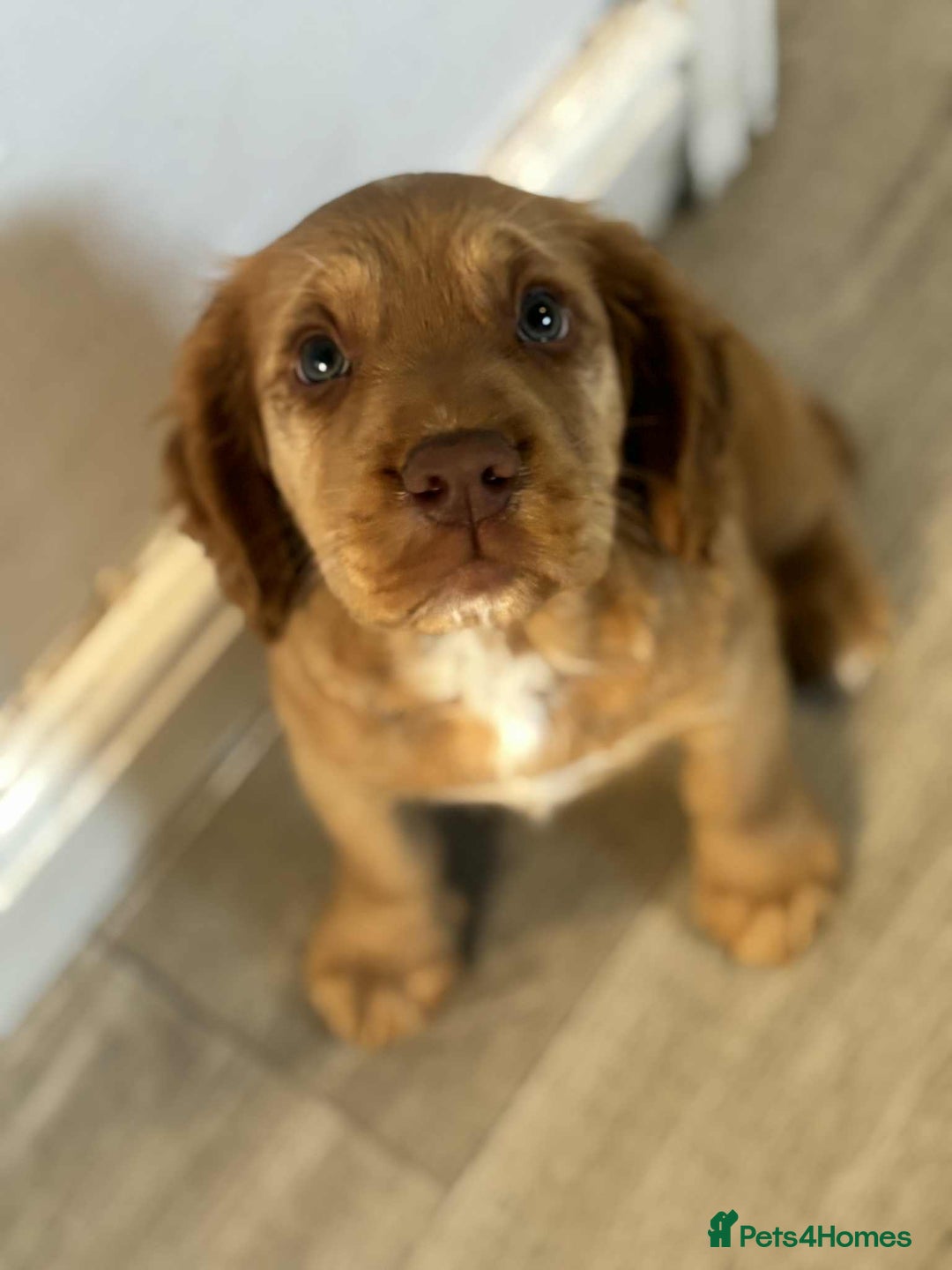 Cocker Spaniel dogs for sale: Pick of litter - Image 1