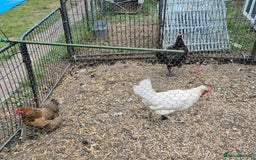 Chickens poultry for sale: 4 female chickens  - Image 2