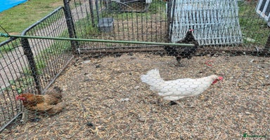 Chickens poultry - Advert 6