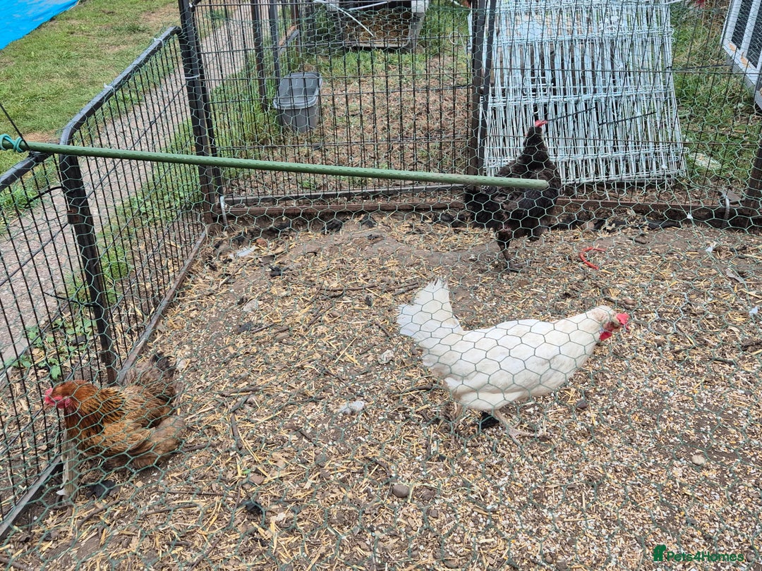 Chickens poultry for sale: 4 female chickens  - Image 2