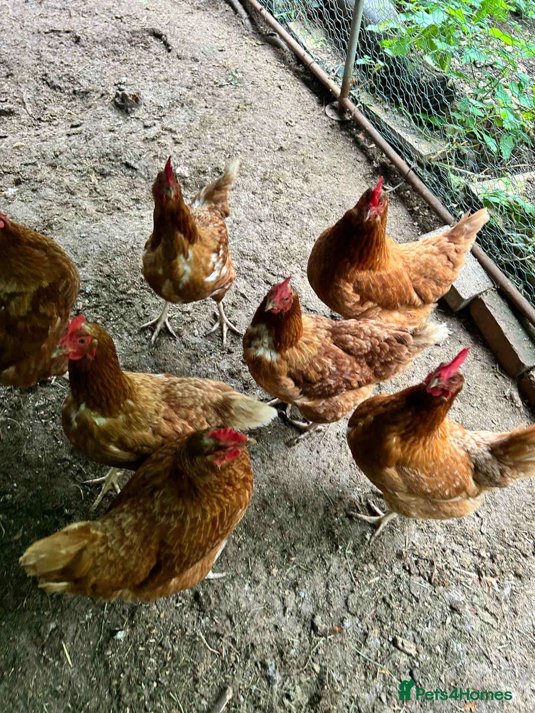 Chickens poultry for sale: 8 Hybrid Hens  in Newhaven - Advert 3