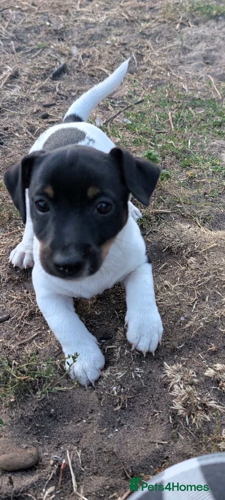 Jack Russell dogs Jack Russell Puppies for Sale - Advert 9