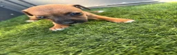 Mixed Breed dogs for sale: 9 beautiful border terriers x Lakeland terrier  - Advert 19