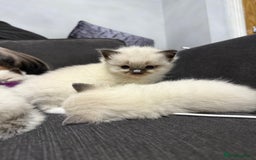 Ragdoll cats for sale: 7 beautiful lynx blue/seal point ragdoll kittens - Image 11